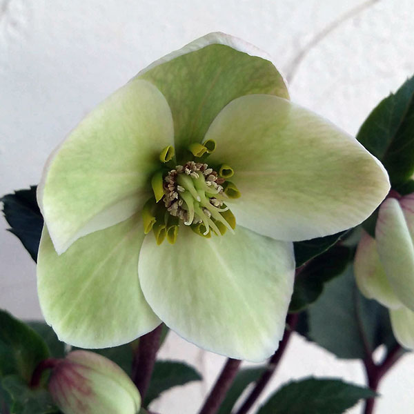 クリスマスローズ（原種交配）：*HGCシューティングスター4.5号ポット