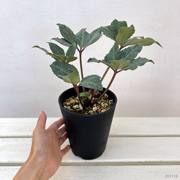 クリスマスローズ（原種交配）：*HGCシューティングスター4.5号ポット