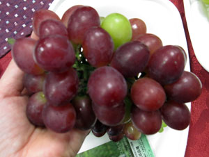 ブドウ：オリエンタルスター接木苗4号ポット