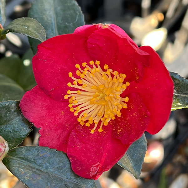 サザンカ：ユーレタイト4号ポット