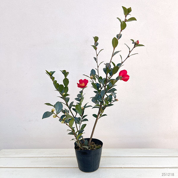 サザンカ 園芸ネット本店｜サザンカ：ユーレタイト4号ポット の通販【公式】