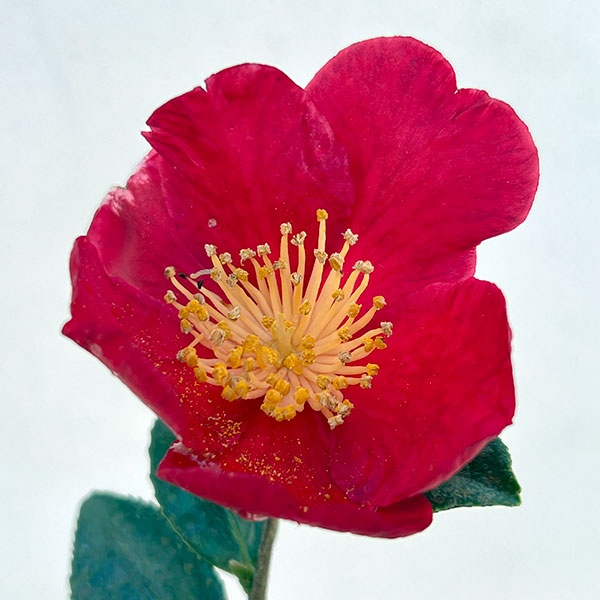 園芸ネット本店｜サザンカ：ユーレタイト4号ポット の通販【公式】