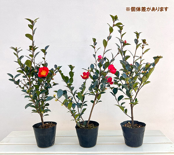 サザンカ：ユーレタイト4号ポット