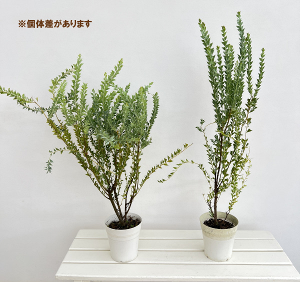 アカシア:三角葉(サンカクバ)アカシア5号鉢植え