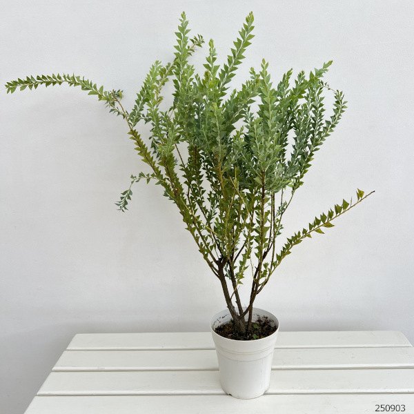 アカシア:三角葉(サンカクバ)アカシア5号鉢植え
