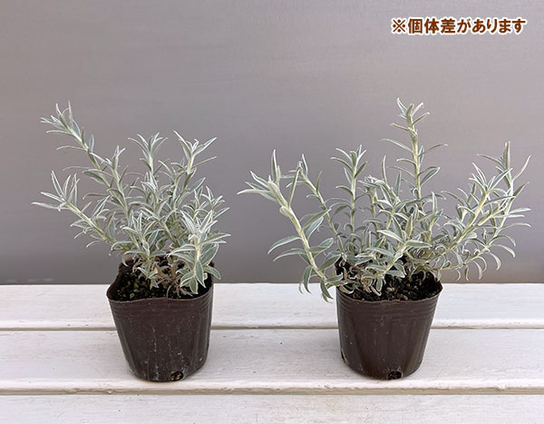 ヘリクリサム：ホワイトシップ3号ポット