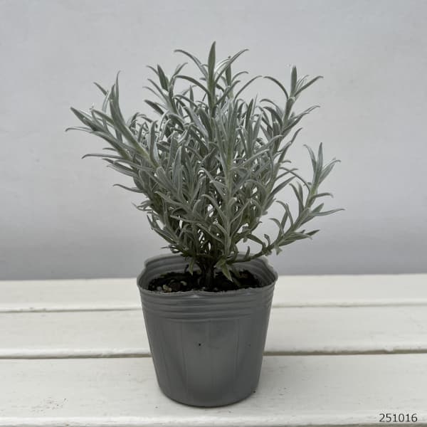 ヘリクリサム：ホワイトシップ3号ポット