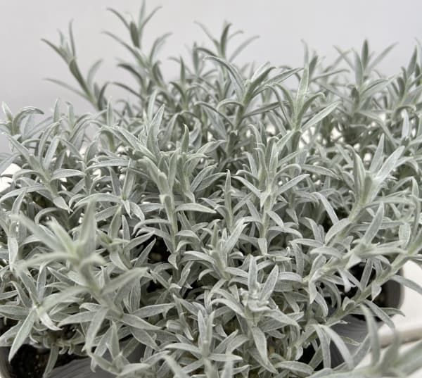 ヘリクリサム：ホワイトシップ3号ポット