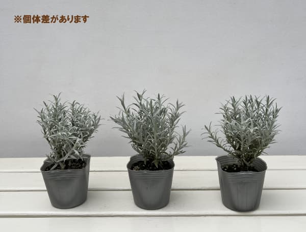 ヘリクリサム：ホワイトシップ3号ポット