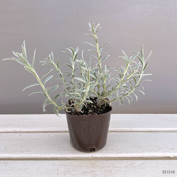 ヘリクリサム：ホワイトシップ3号ポット