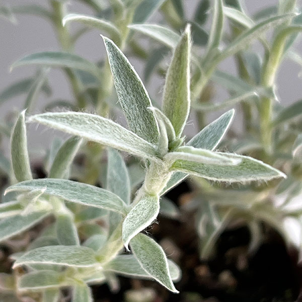 ヘリクリサム：ホワイトシップ3号ポット