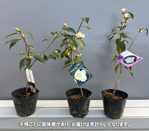 侘助ツバキ（椿）：白侘助4～4.5号ポット