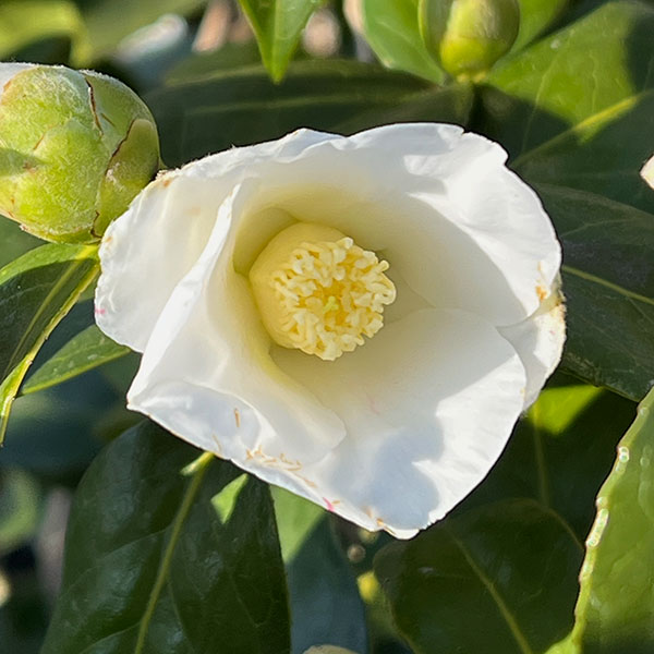 侘助椿（ツバキ）：白侘助4～4.5号ポット