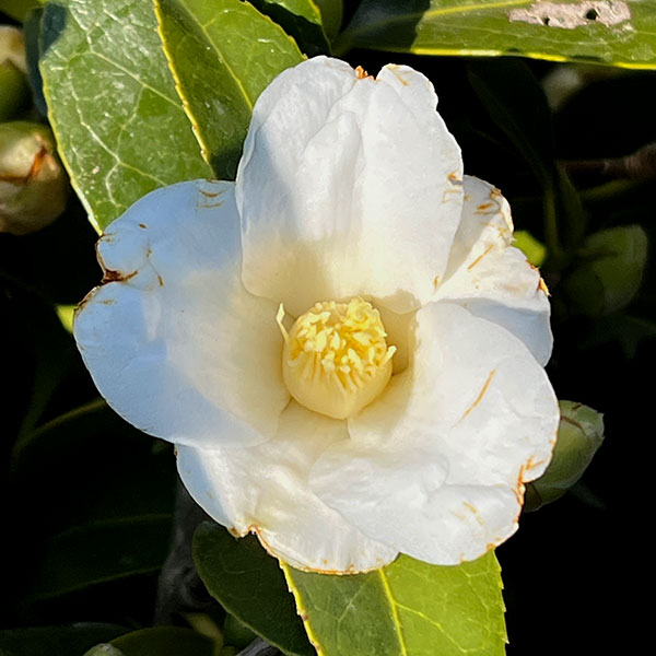 侘助椿（ツバキ）：白侘助4～4.5号ポット