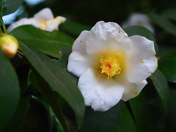 侘助椿（ツバキ）：白侘助4～4.5号ポット