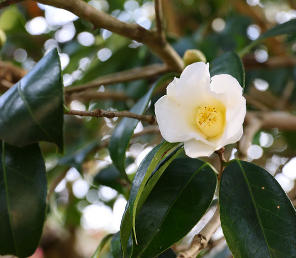 侘助椿（ツバキ）：白侘助4～4.5号ポット