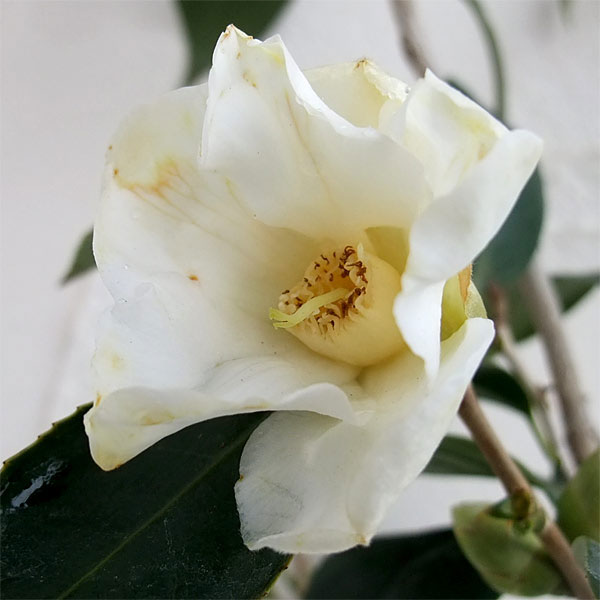 侘助椿（ツバキ）：白侘助4～4.5号ポット