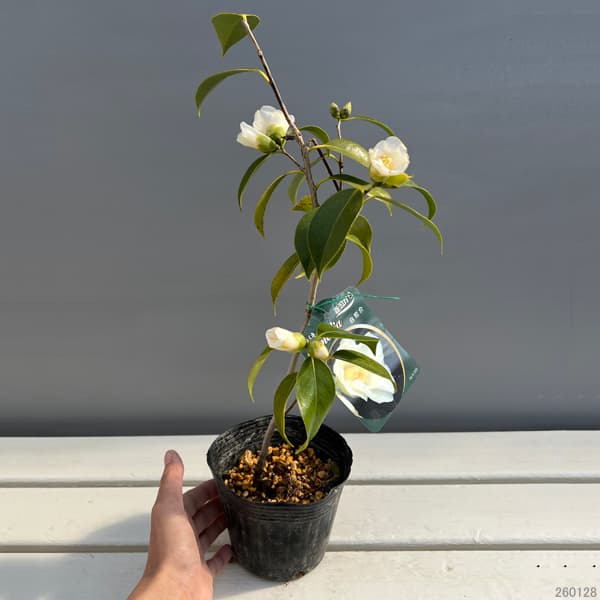 侘助ツバキ（椿）：白侘助4～4.5号ポット