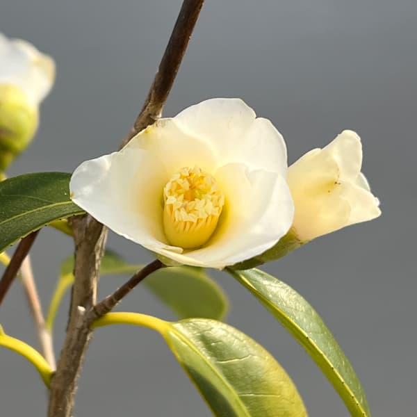 侘助ツバキ（椿）：白侘助4～4.5号ポット