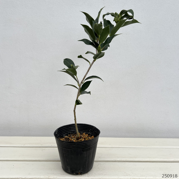 侘助椿（ツバキ）：姫侘助4～4.5号ポット