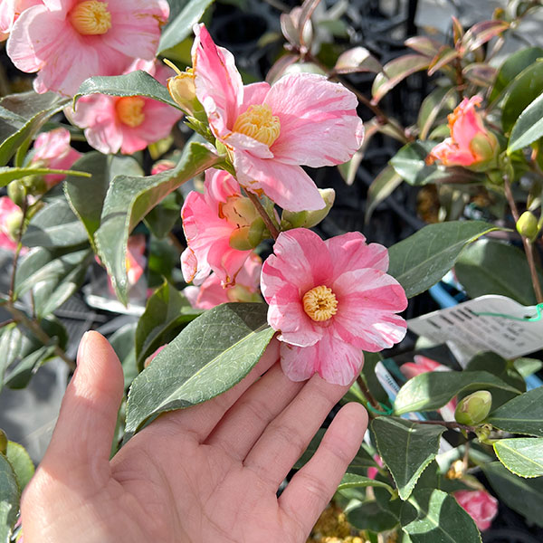 侘助椿(ツバキ):姫侘助4~4.5号ポット