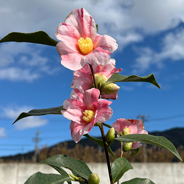 侘助椿(ツバキ):姫侘助4~4.5号ポット