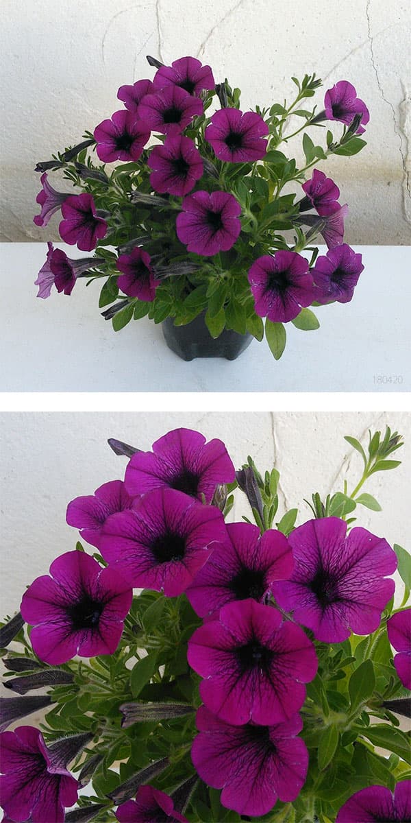 ペチュニア：ギュギュ　パープル3号ポット 12株セット
