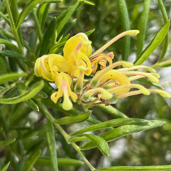 グレビレア:イエロードロップ5号鉢植え*