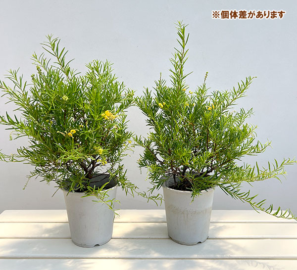 グレビレア:イエロードロップ5号鉢植え*