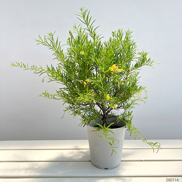 グレビレア:イエロードロップ5号鉢植え*