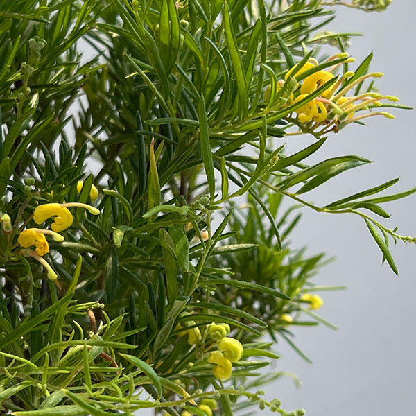 グレビレア:イエロードロップ5号鉢植え*