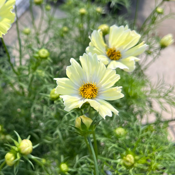 コスモス イエローキャンパス4号鉢植え