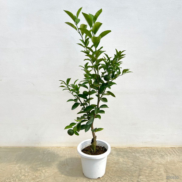 シークワーサー（ヒラミレモン）6号鉢植え[実付き]