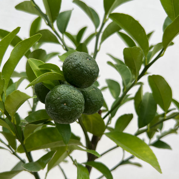 シークワーサー（ヒラミレモン）6号鉢植え[実付き]