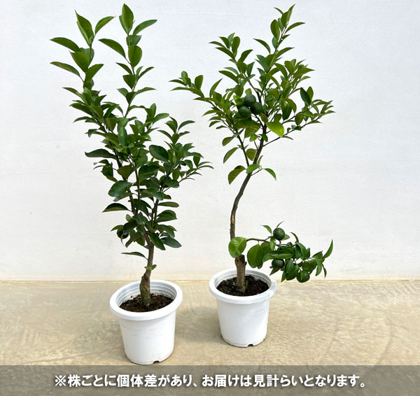 シークワーサー（ヒラミレモン）6号鉢植え[実付き]
