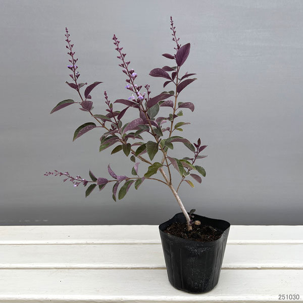 西洋ニンジンボク:パープル3~3.5号ポット(ミツバハマゴウプルプレア) 3株セット