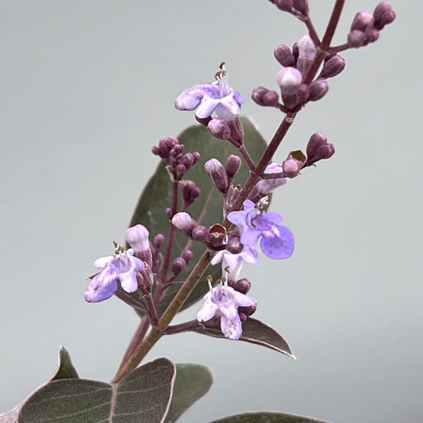 西洋ニンジンボク:パープル3~3.5号ポット(ミツバハマゴウプルプレア) 3株セット