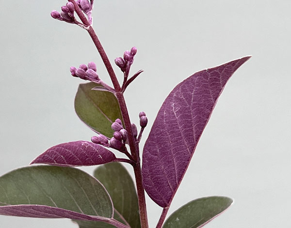 西洋ニンジンボク:パープル3~3.5号ポット(ミツバハマゴウプルプレア) 3株セット