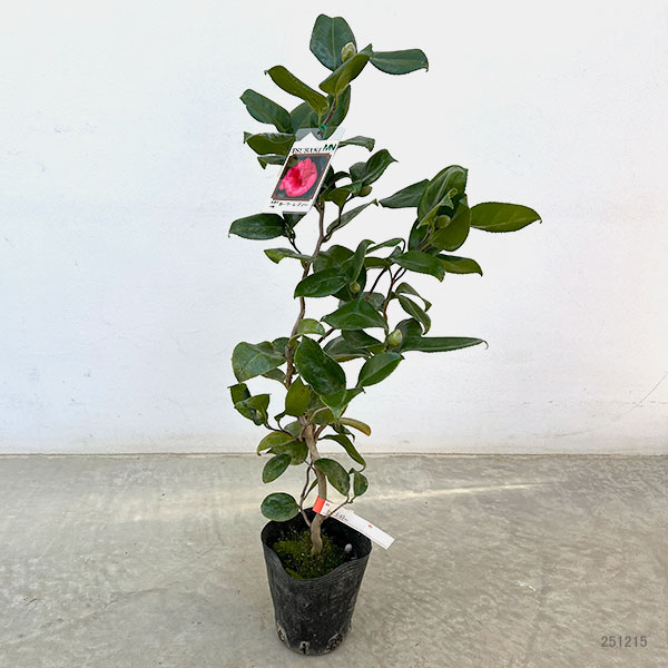 椿(ツバキ):カーリーレディ4号ポット