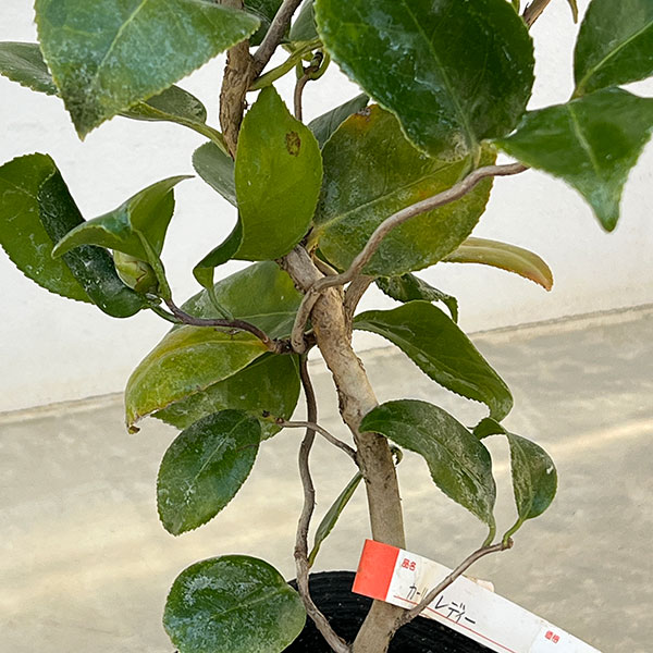 椿(ツバキ):カーリーレディ4号ポット