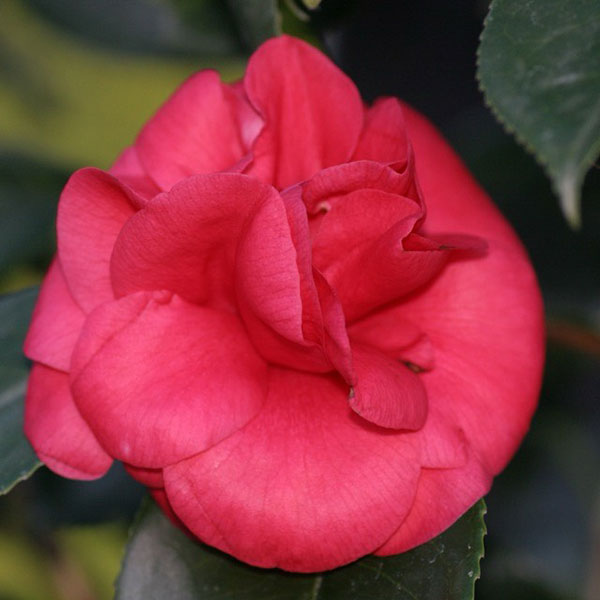 椿(ツバキ):カーリーレディ4号ポット