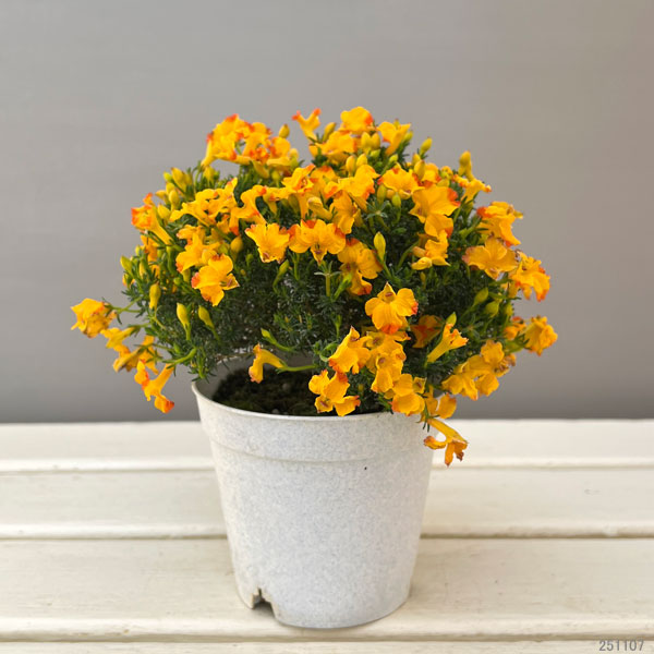 初恋草：エクレールミカ3.5号ポット