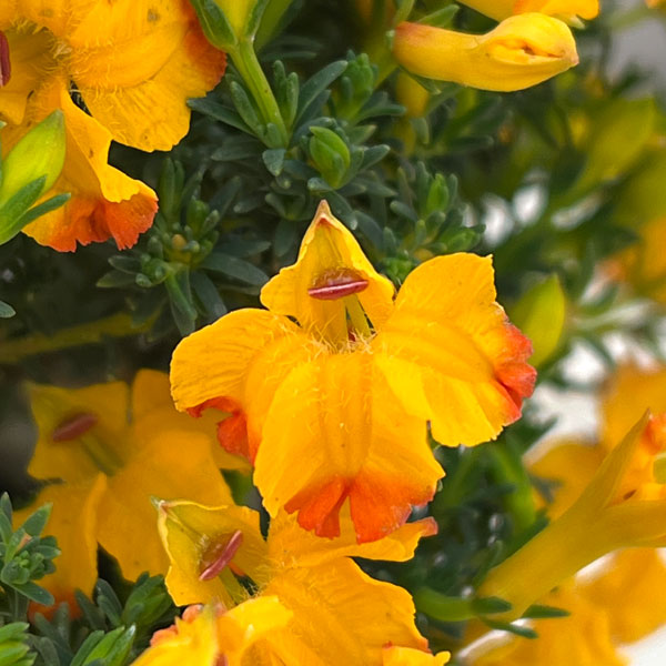 初恋草：エクレールミカ3.5号ポット