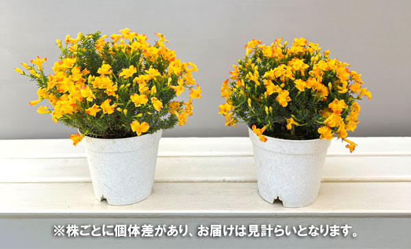 初恋草：エクレールミカ3.5号ポット