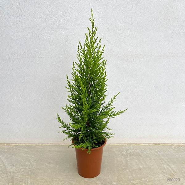 ゴールドクレスト4号ポット