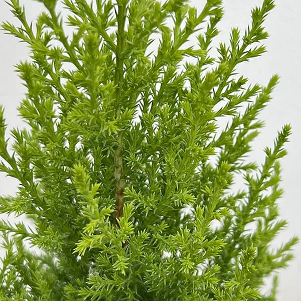 ゴールドクレスト4号ポット