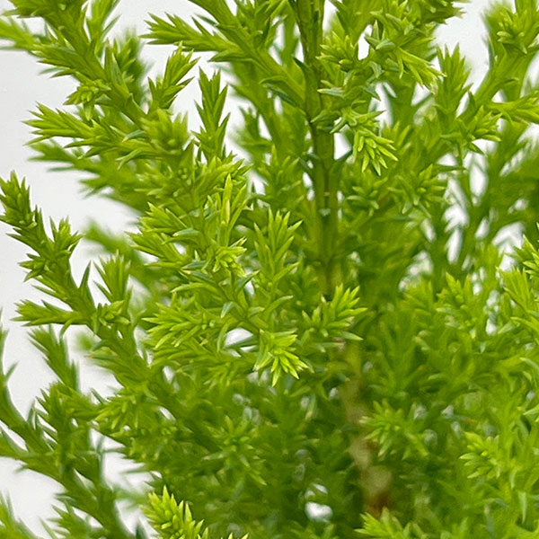 ゴールドクレスト4号ポット