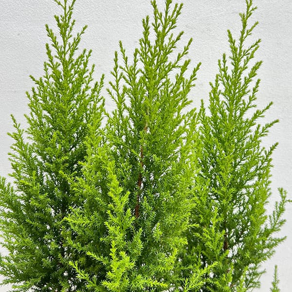 ゴールドクレスト4号ポット