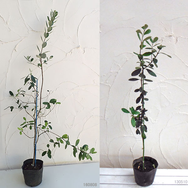 フェイジョア:マリアン7号鉢植え