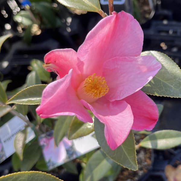 ツバキ（椿）：チューリップタイム4号ポット